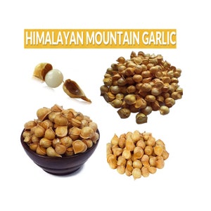 Pahadi Lahsun,Himalaya Lahsun,Kashmiri-Knoblauch,Knoblauch mit einer Nelke,Kashmir Natürlicher Bio-Knoblauch, Allium sativum,Japanischer Knoblauch (Ajo Japones)