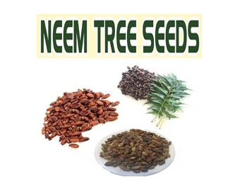 Neem tree Seeds, Azadirachta indica Seed, Neem Seed, Azadirachta Indica, Neem Beej, Neem Giri, Niboli, Nimboli
