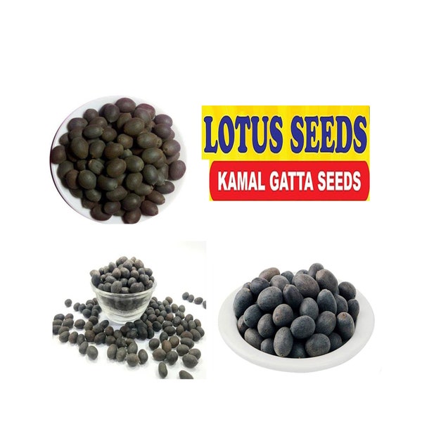 Kamalgatta Lotus seeds | Natural Raw Lotus Seed | Water Plant | Rosary of Kamal Gatta | Outdoor Ponds | Nelumbo lutea | Water Lotus Flower