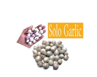 Organic Solo Garlic, Wild Single Clove Garlic, Java Solo Garlic Single Clove Garlic, Monobulb Garlic, Single Bulb Garlic, Pearl Garlic