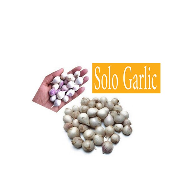 Organic Solo Garlic, Wild Single Clove Garlic, Java Solo Garlic Single Clove Garlic, Monobulb Garlic, Single Bulb Garlic, Pearl Garlic