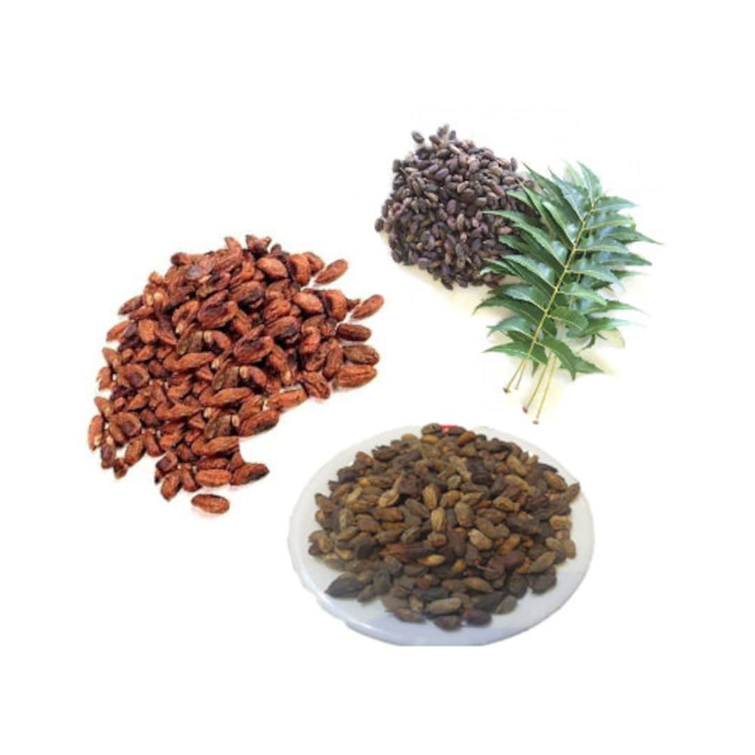 Neem Tree Seeds, Azadirachta Indica Seed, Neem Seed, Azadirachta Indica