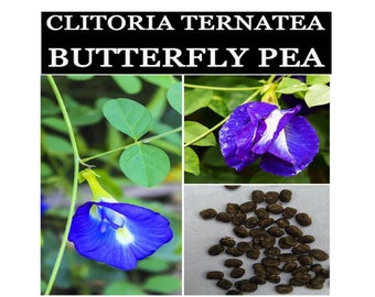 ¡La planta Clitoria Ternatea, semillas orgánicas de guisantes de mariposa, hace una bebida de té de hierbas que cambia de color! Semillas de flor de té
