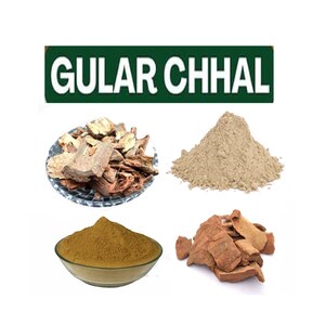 Gular Chaal, Bark, Ficus Racemosa, Raw Herbs, Gular Chhal, Gular Chal, Gular Bark, Ficus Racemosa, Gular Chhal, Gular Chaal, Gular Chal
