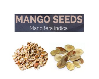 Semilla de mango seco, Mangifera Indica, Hierbas crudas, Aam Guthali, Semillas de Ogbono, Semillas de mango africano, Semillas de Dika, Semillas de mango silvestre, Semillas de mango Bush