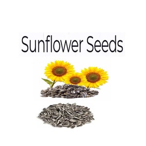 Natural Sunflower Seeds, Mix Mixed Sunflower Helianthus annuus Seeds Many Colour Sun Flowers Plant Garden, Sunflower Seeds