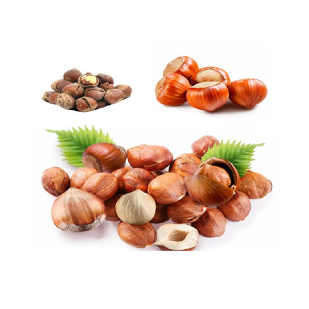Hazelnut Seeds Hazelnuts Northern Cultivar Hazelnut Seeds Etsy