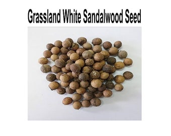 Semi di piante di legno di sandalo bianco, semi di Chandan bianco, legno di sandalo profumato, Sirium myrtifolium, lotto di semi di Santalum ovatum