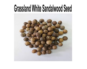 Lot de graines de bois de santal blanc, graines de chandan blanc, bois de santal parfumé, Sirium myrtifolium, lot de graines de Santalum ovatum