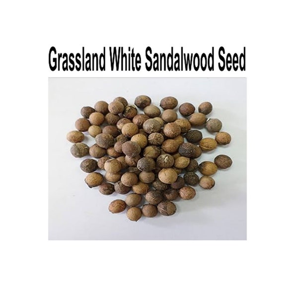 White Sandalwood plant seeds, White Chandan Seeds ,Fragrant sandalwood,Sirium myrtifolium, Santalum ovatum Seeds lot