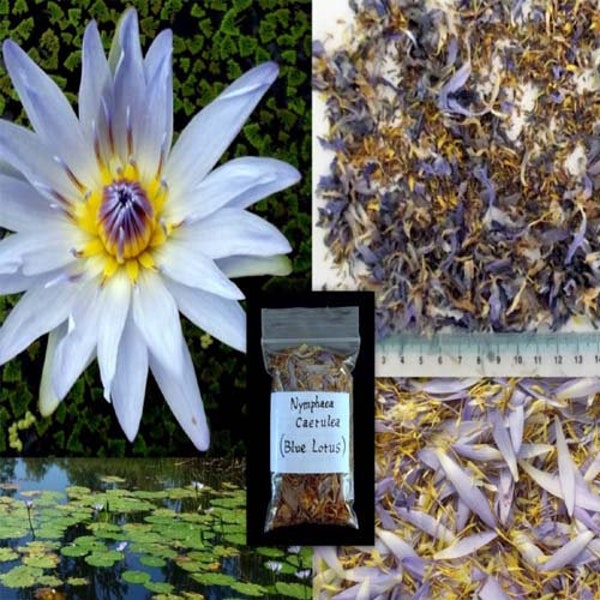 Blue Lotus Flower Etsy