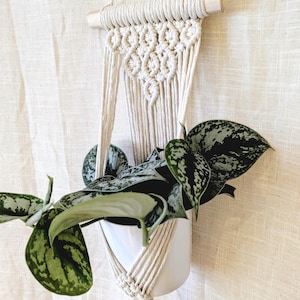 Peut inclure: Une suspension pour plantes en macramé couleur crème avec des motifs de nœuds complexes, fixée à une tige en bois clair. Le support maintient un pot cylindrique blanc contenant une plante retombante aux feuilles vertes et argentées.