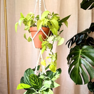 May include: A macrame plant hanger with two terracotta pots filled with vibrant green plants. The top pot holds a trailing plant with bright yellow-green leaves, while the bottom pot contains a plant with patterned green leaves. The hanger is suspended from a gold stand.