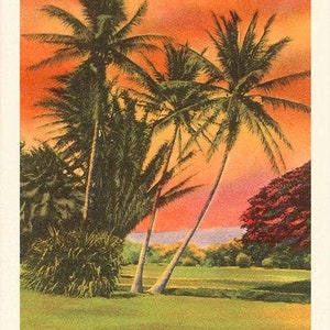 Aloha, palmiers au coucher du soleil, Hawaï - carte postale, image réimprimée d'époque