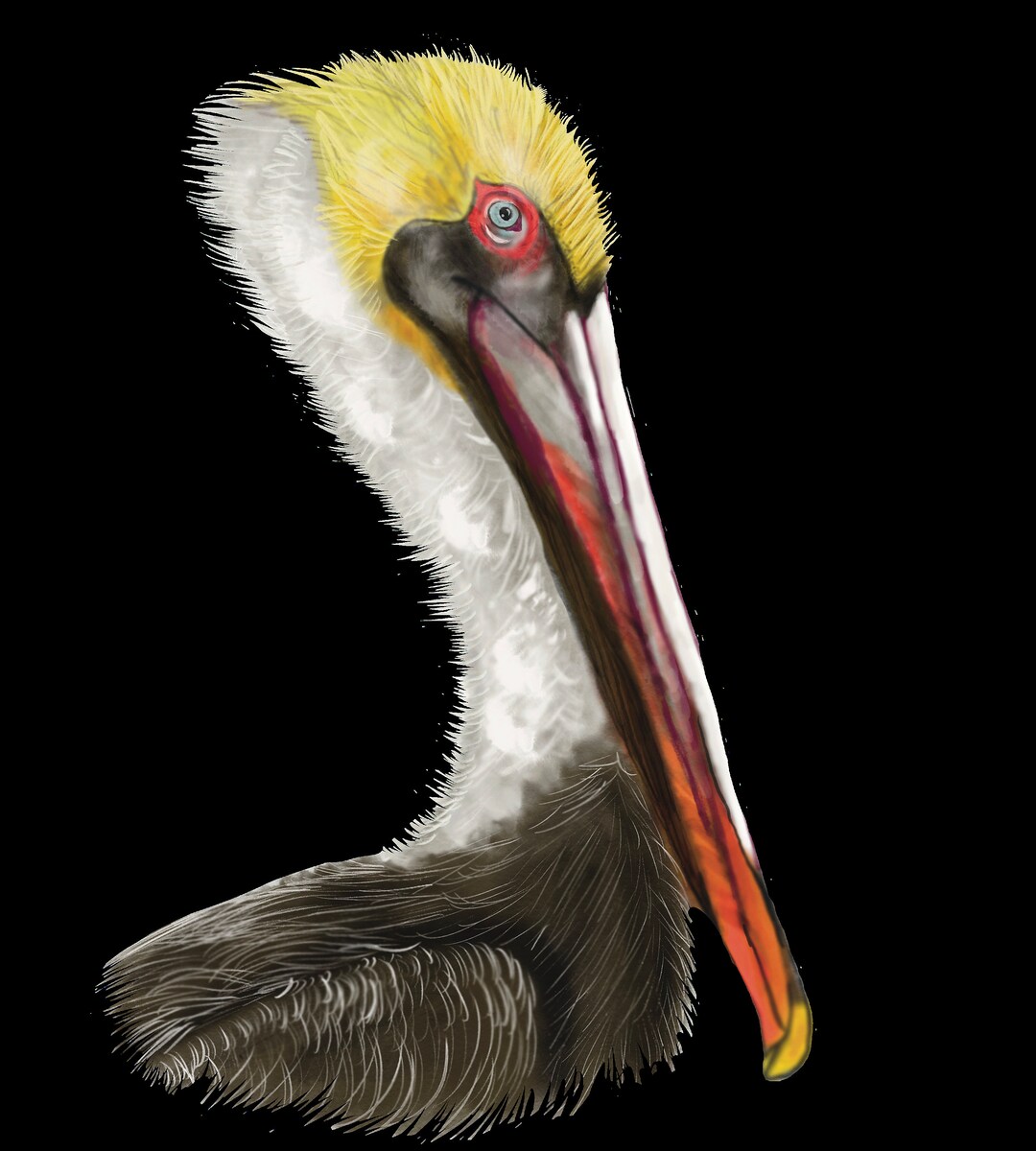 Pelican Watercolor Digital - Etsy