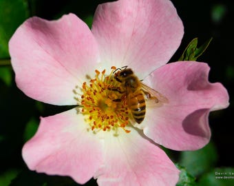 Bee on the flower