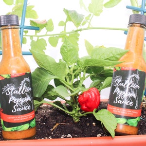 Stallion Pepper Sauce - Hausgemachte scharfe Sauce - Scotch Bonnet Peppers 2 5 Unzen Flasche