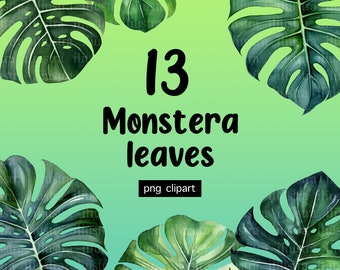 13 Watercolor MONSTERA LEAVES Clipart PNGs | Transparent Graphic | Instant download | 300 DPI | Commercial Use | Illustration