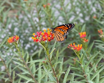 Monarch Butterfly on Flower