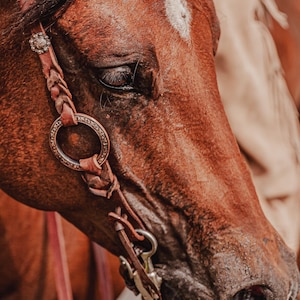 Puede incluir: Primer plano de la cabeza de un caballo marrón con una crin trenzada y una marca blanca en la frente. El caballo lleva una brida de cuero con detalles plateados. La imagen se centra en el ojo y la nariz del caballo.