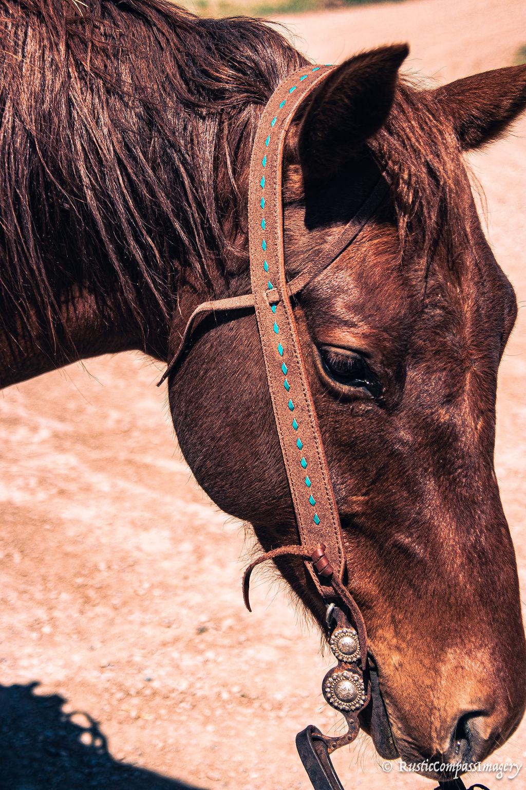 Collier de chasse Western Crystal sensation Havane