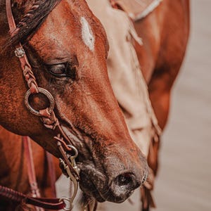 Twisted Iron- One Ear Headstall with Rose Gold Metal Rings - Western Headstall - Western Bridle- Leather Horse Tack - Ranch Hand Premium