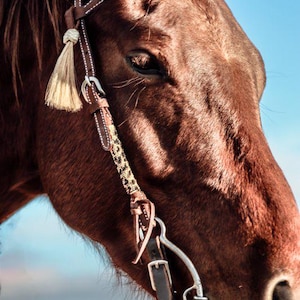 May include: Close-up of a brown horse's head with a leather bridle and a braided leather noseband. The horse has a soft, brown coat and a gentle expression.