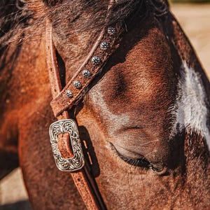 Op de afbeelding: Close-up van de kop van een bruin paard met een leren halster. De halster heeft zilveren decoratieve accenten en een grote, sierlijke gesp. De vacht van het paard is diepbruin met een witte aftekening op zijn gezicht.