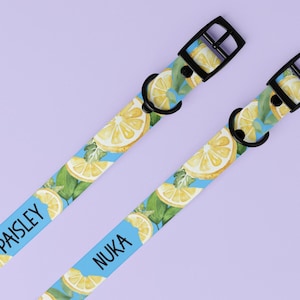 Personalized Lemon Dog Collar, summer dog collar, fruit dog collar, cute dog collar, custom citrus dog collar, dog collar, spring dog collar