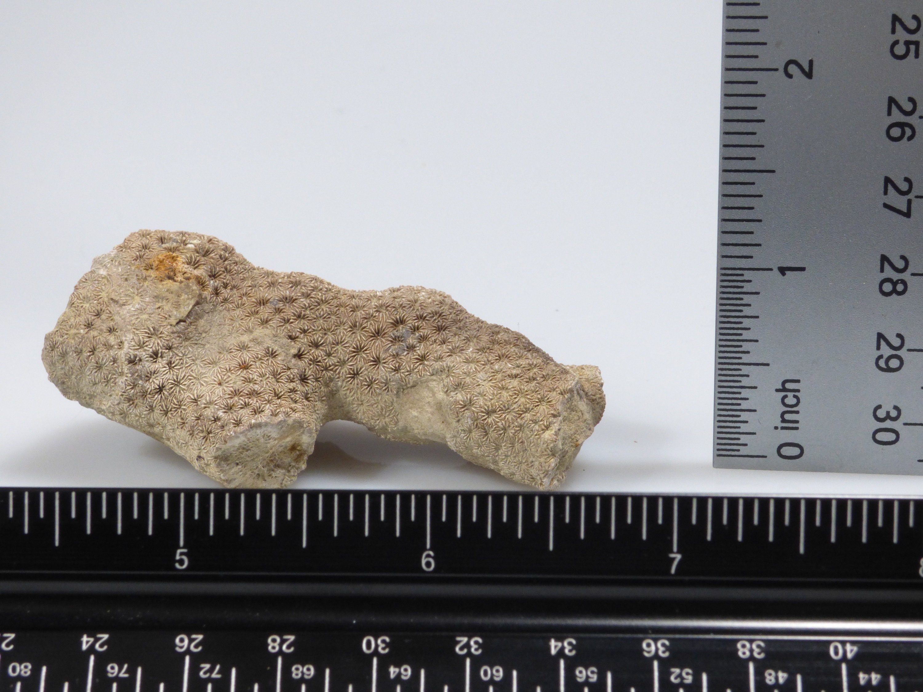 Jurassic Fossil Coral Astrocoenia | Hyatti Wells | Natural Coral