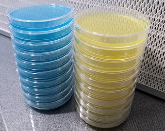 Prepoured Agar Plates for Mycology - 10 or 20 pack - 90mm - Sterile - Ready to Inoculate