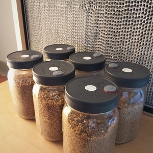 Sterile Grain Jar 6 Pack - Millet or Wheat