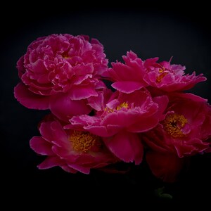 Dunkelrosa Pfingstrosen auf Schwarz