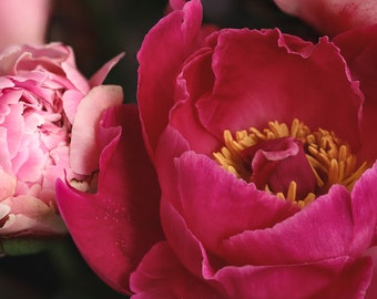 Pink Peony Fotografie Wall Art Digital Downloaden
