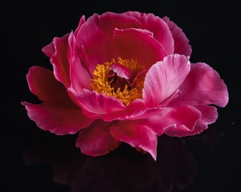 Dark Pink Peony with Reflection