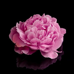 Pink Peony Reflected on Black Gloss