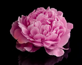 Pink Peony Reflected on Black Gloss
