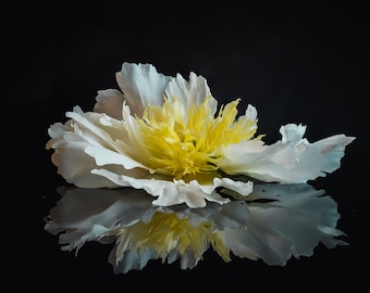 White Peony Reflection Photograpy Digital Download