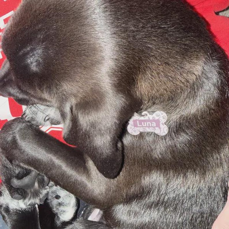 Personalized Laser Engraved Pet Tag: Custom Bone Tag image 11