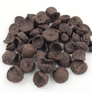 Black Supari/Betel Nuts/Peetan Supari/Paku 11 Pieces