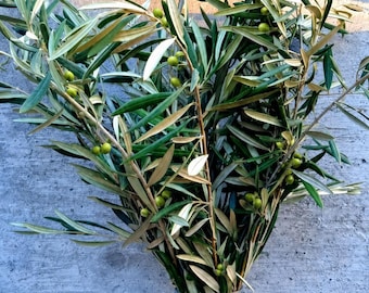 Fresh Olive Branches  Natural Seasonal Decor
