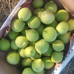 May include: A collection of round, light green fruits with smooth skins and small pointed tips, gathered together inside a white plastic basket lined with brown paper. The fruits are uniform in color and shape, filling the container completely.