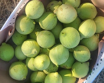 Fresh Organic Raw Green Black Walnuts