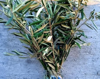 Fresh Olive Branches  Natural Seasonal Decor
