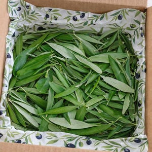 Fresh Organic Olive Leaves Box Party Wedding Decor