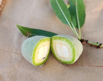 Fresh Green Almonds Organic