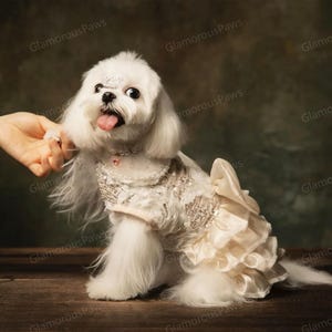 Customizable Wedding Pet Dress, Sparkly Champagne Tulle Dress for Large Dogs and Cats, Birthday Party Dog Dress, Summer Pets Clothes Costume