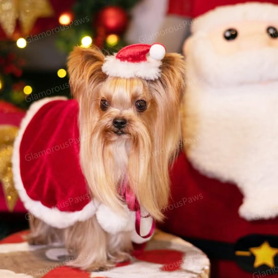 Dog Costumes Small Dog Christmas Hat Brain Giggles Dog Santa Hat