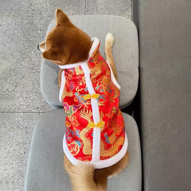 May include: A brown and white dog wearing a red and gold Chinese-style vest with a white fur trim. The vest has a dragon pattern and gold buttons.