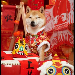May include: A Shiba Inu dog wearing a red and gold Chinese New Year outfit with a festive background. The dog is smiling and sitting on a red table with a red and yellow lion dance head in front of it.